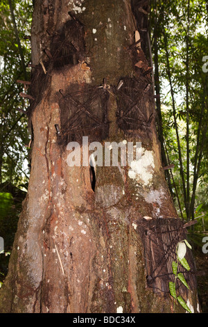 Tana Toraja de Sulawesi Indonésie village Kambira cimetière tombes bébé nourrisson dans l'arbre Banque D'Images