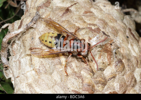 Frelon d'Europe, Vespa crabro, sur son nid, France Banque D'Images