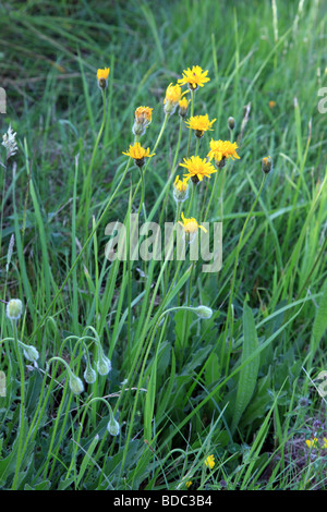 Hawkbit rugueux (Leontodon hispidus) Banque D'Images