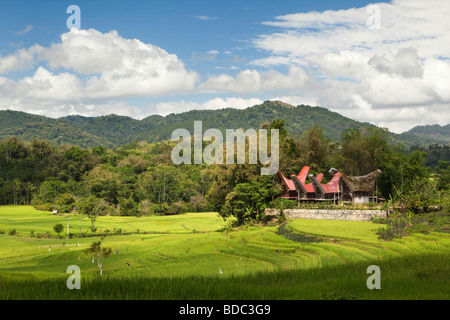 Tana Toraja de Sulawesi Indonésie communauté de maisons Tongkonan traditionnels à travers les champs de riz cultivé Banque D'Images