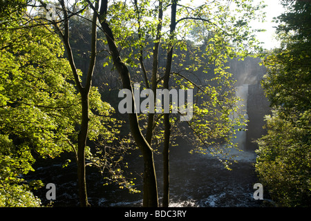Force élevée cascade sur la Rivière Tees vu à travers des arbres, Co Durham, Teesdale Banque D'Images