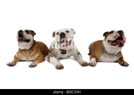 Bulldog Anglais (Canis lupus f. familiaris), trois chiens couchés côte à côte et haletant Banque D'Images