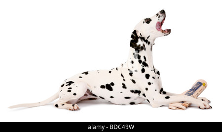 Dalmatien (Canis lupus f. familiaris), entre le journal de Dalmatie avec pattes, léchant le museau Banque D'Images