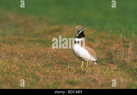 Tetrax tetrax Little bustard mâle en plumage de printemps. Castilla y Leon, Espagne. Banque D'Images