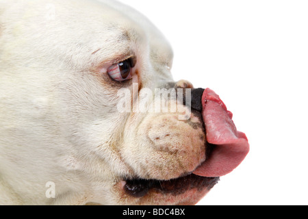 Bulldog Anglais (Canis lupus f. familiaris), léchant le nez Banque D'Images