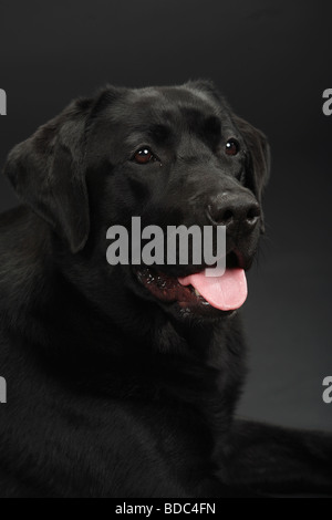 Labrador Retriever noir Banque D'Images