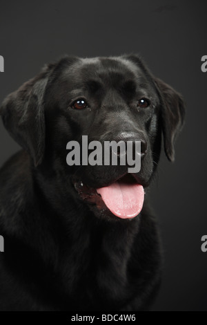 Labrador Retriever noir Banque D'Images