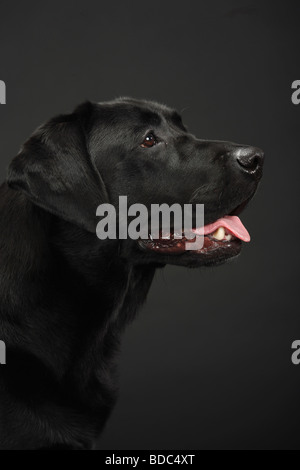 Labrador Retriever noir profile Banque D'Images