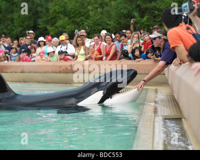 Les gens qui suivent le spectacle des orques à Marineland Niagara Falls Banque D'Images