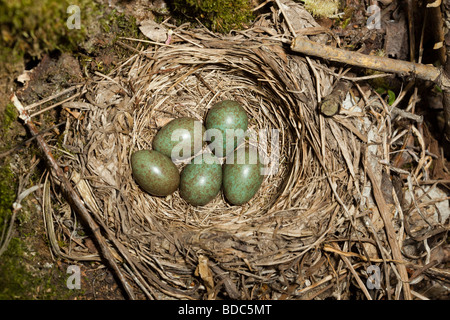 Nid avec œufs verts Turdus iliacus Redwing Banque D'Images