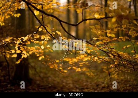 L'automne dans la forêt de Thetford, Norfolk, UK Banque D'Images