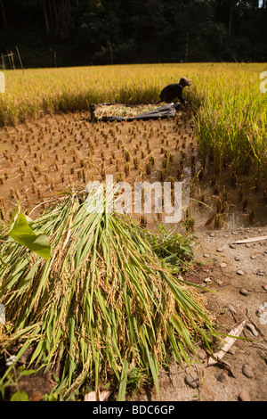 Tana Toraja de Sulawesi Indonésie Londa village récolte de riz seul champ Banque D'Images