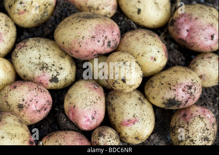 King Edward fraîchement creusé les pommes de terre dans un jardin potager Banque D'Images