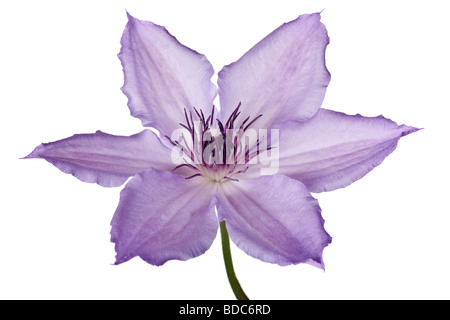 Clématite violet isolé sur un fond blanc, pur Banque D'Images