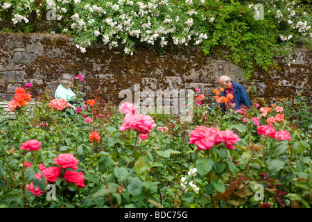 Test International Rose Garden à Portland, Oregon, la Ville des Roses Banque D'Images