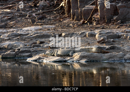 Indien ou crocodile Crocodylus palustris agresseur dans la Réserve de tigres de Ranthambhore Banque D'Images
