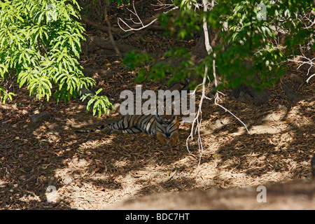 Tigre du Bengale Panthera tigris merveilleusement camouflées à Ranthambhore Banque D'Images