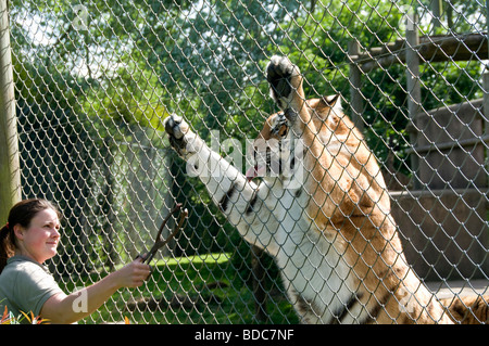 Tiger étant alimentés à la main dans le zoo de Banham Banque D'Images