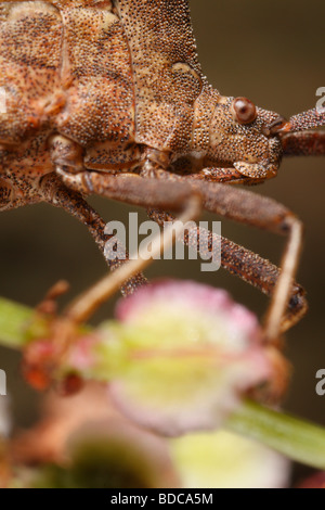 Gros plan extrême de shield bug ou bogue dock, Coreus marginatus, assis sur l'oseille commune (Rumex acetosa). Banque D'Images