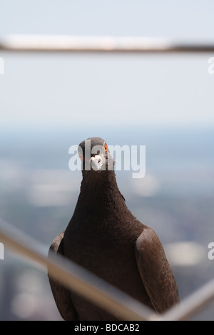 Un pigeon sur l'Observatoire de l'Empire State Building Banque D'Images