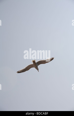 Mouette en vol de dessous Banque D'Images