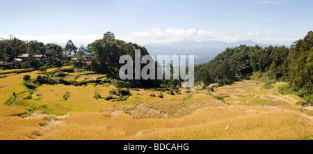 Tana Toraja de Sulawesi Indonésie Lokkomata rizières près de village de maisons traditionnelles au moment de la récolte Banque D'Images