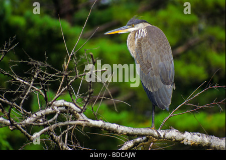 Grand Héron Québec Canada Banque D'Images