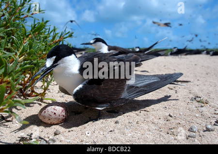 La sterne pierregarin (Sterna fuscata) sur l'œuf, Michaelmas Cay National Park, Great Barrier Reef Marine Park, Queensland, Australie Banque D'Images