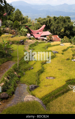 Tana Toraja de Sulawesi Indonésie Lokkomata maisons tongkonan traditionnels à travers rizières en terrasses Banque D'Images