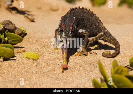 Caméléon Namaqua manger un ver dans le désert le long de la Côte des Squelettes en Namibie Banque D'Images