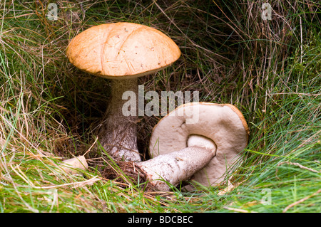 Le Leccinum versipelle Bolet du bouleau Orange Banque D'Images