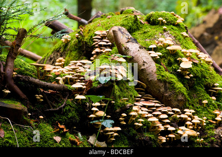 Touffe Hypholoma fasciculare Soufre Banque D'Images