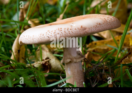 L'Amanita rubescens Blusher Banque D'Images