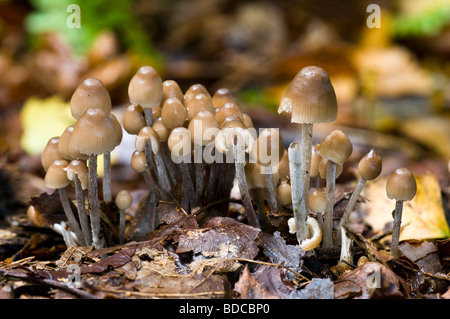 Bonnet Mycena inclinata en cluster Banque D'Images