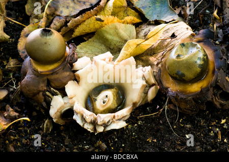 Earthstar Geastrum triplex à collier Banque D'Images