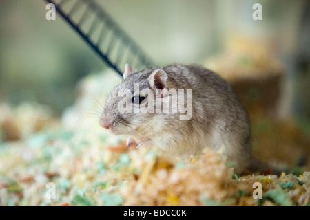 Animal gerbille de Mongolie (Meriones unguiculatus) dans une cage. Angleterre Royaume-uni Grande-Bretagne Banque D'Images