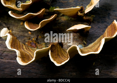 Turkeytails Turquie tails Trametes versicolor Banque D'Images