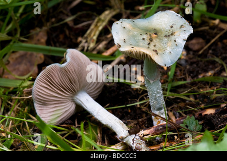 Agaric Stropharia Aeruginosa vert-de Banque D'Images