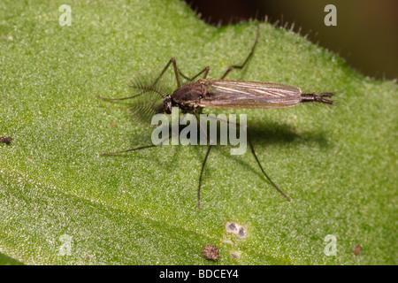 Diptère piqueur non Chironomidae Chironomus plumosus montrant mâle antennes plumeuses UK Banque D'Images