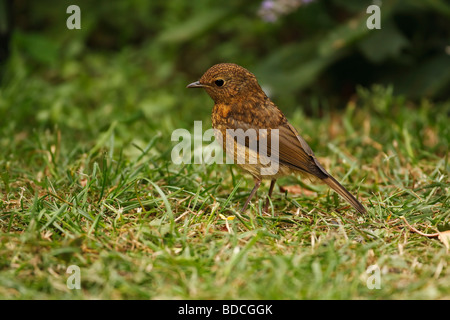 Erithacus rubecula aux abords juvenile Banque D'Images