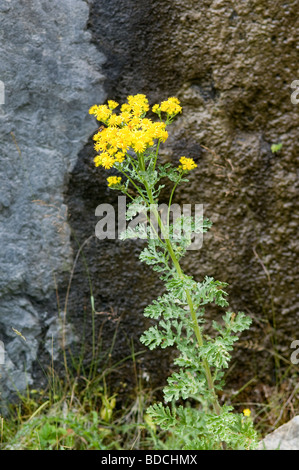 Séneçon commun, Senecio jacobaea, poussant sur une falaise rocheuse haute corniche dans les Cairngorms. Banque D'Images