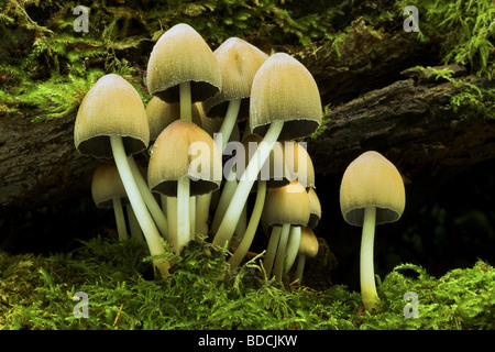 Cap d'encre luisante, Coprinus micaceus champignons jeune spécimen. Banque D'Images