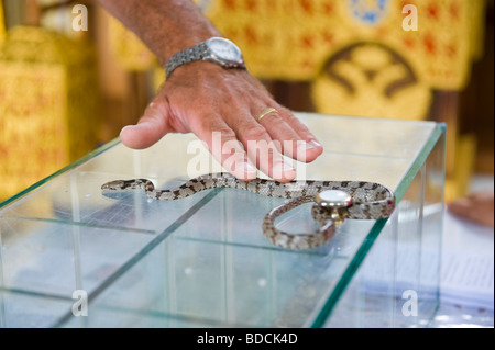 Festival annuel des serpents à l'église de la Vierge Marie à Arginia un village de montagne sur l'île grecque de Céphalonie, Grèce GR Banque D'Images