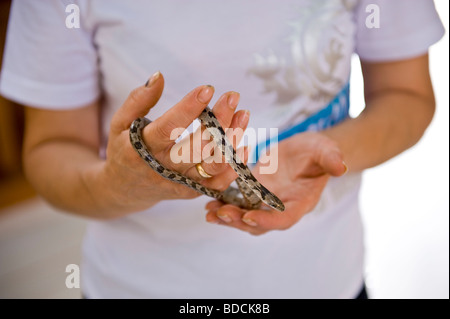 Festival annuel des serpents à l'église de la Vierge Marie à Arginia un village de montagne sur l'île grecque de Céphalonie, Grèce GR Banque D'Images