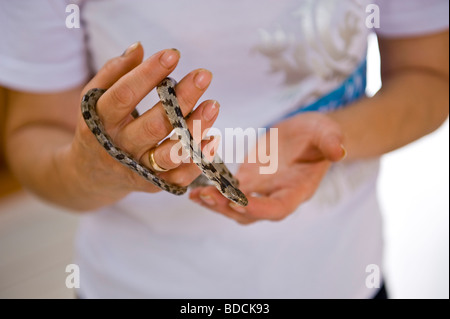 Festival annuel des serpents à l'église de la Vierge Marie à Arginia un village de montagne sur l'île grecque de Céphalonie, Grèce GR Banque D'Images