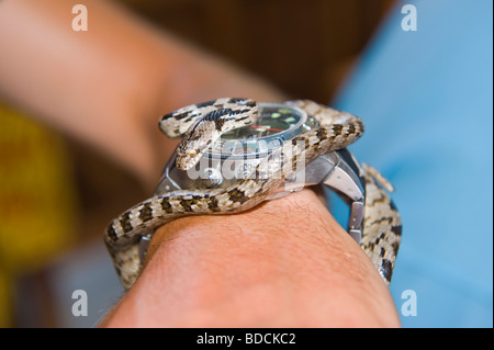 Festival annuel des serpents à l'église de la Vierge Marie à Arginia un village de montagne sur l'île grecque de Céphalonie, Grèce GR Banque D'Images