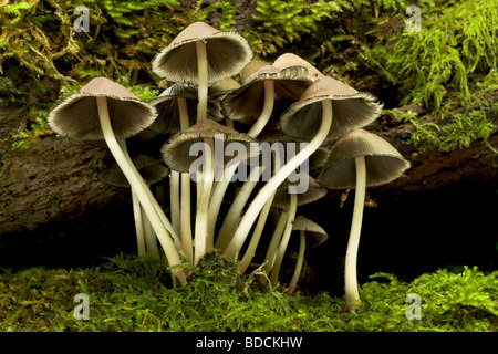 Cap d'encre brillant à maturité, Coprinus micaceus. Banque D'Images