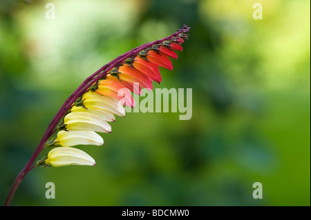 L'Ipomoea lobata. Firecraker vine en fleur. UK Banque D'Images
