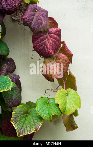 Vitis coignetiae. Les feuilles de vigne Crimson glory Banque D'Images