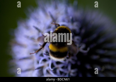 Occupé comme une abeille. Cerf chamois Bourdon la collecte du pollen d'une démarche ouverte, electric, bleu Eryngium capitule. Banque D'Images